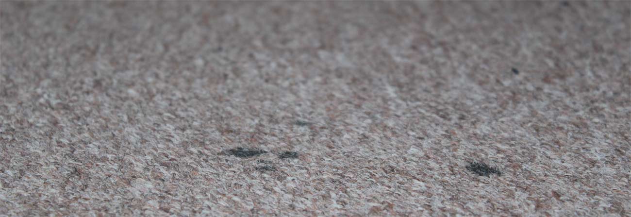 carpet cleaning
